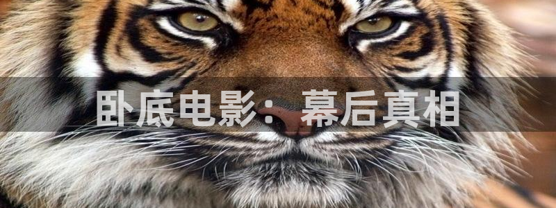 2023年电影神马免费观看